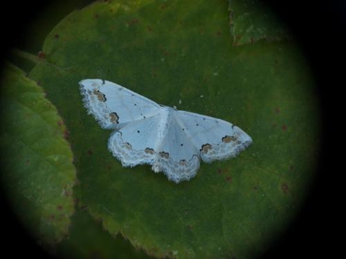 Réf. 263 317 : Scopula ornata